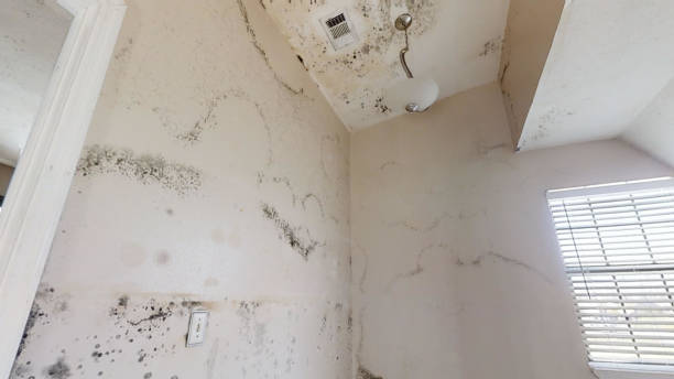 Best Commercial Mold Inspection  in Gilbert, IA