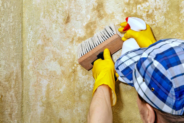 Best Black Mold Removal  in Gilbert, IA