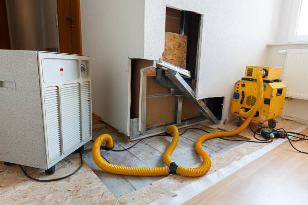 Best Basement Mold Removal  in Gilbert, IA